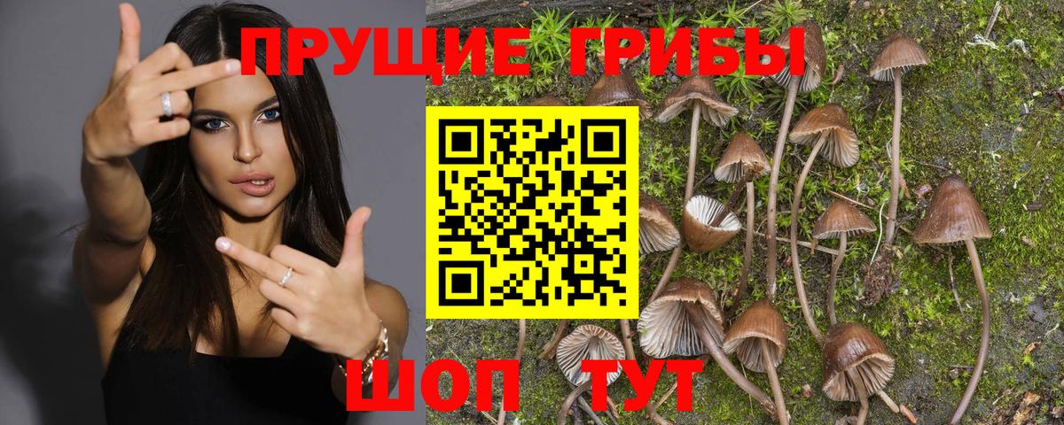 Псилоцибиновые грибы Psilocybe Белорецк